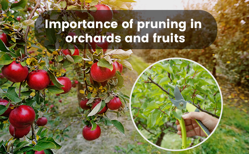 Importance of pruning in orchards and fruits